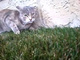 ネコ視点でのキャットファイトがすごい迫力　ネコの首輪にカメラつけてみた動画