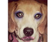 スマホの化粧アプリで愛犬がどうなるか試してみたら劇的なビフォーアフター