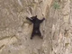 ものすごい崖をロッククライミングで登るクマの親子にハラハラ