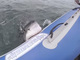 サメがゴムボートに噛みついた！——ボートから空気が抜けていくパニック映画顔負けの動画