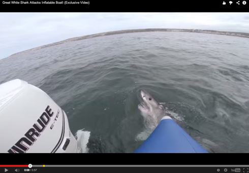 サメがゴムボートに噛みついた ボートから空気が抜けていくパニック映画顔負けの動画 ねとらぼ
