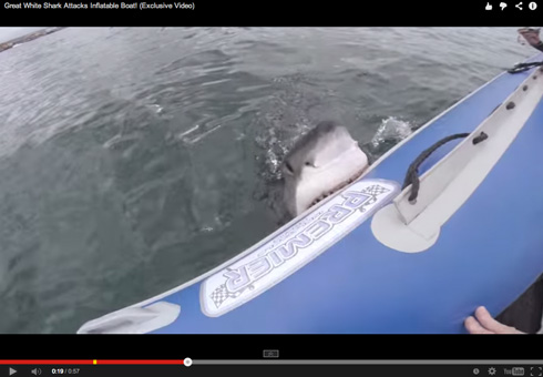 サメがゴムボートに噛みついた ボートから空気が抜けていくパニック映画顔負けの動画 ねとらぼ