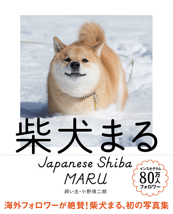 世界中のぷりけつを集める Instagramで人気の柴犬 まる が ぷりけつ選手権 開催中 ねとらぼ