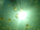 【塩湖潜入！】パラオ「ジェリーフィッシュレイク」をGoProで撮影してたら、クラゲが“ぐわんっ”と近づいてきた