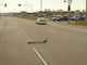 道路をカモの親子が……車を止めて渡らせてあげる警察官にほのぼのする映像