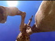 GoProをヒヅメで蹴られてしまい……!?　たまたま撮れたキリンの大迫力映像がすごい
