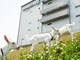 Amazon.co.jpの物流センターに今年もヤギ導入、数は2倍に　もぐもぐ除草がんばるぞ