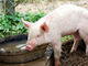 豚生食の提供禁止　厚労省方針　レバ刺しなど法規制へ