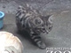 なんですかこのかわいい生き物は！　よちよちモフモフで世界最小、クロアシネコの赤ちゃん初お披露目