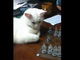 「チェックメイトにゃ！」　真剣な眼差しでチェスをする猫ちゃんに勝てない