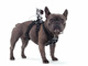 愛犬の視線をカメラで記録！　ウェアラブルカメラ「GoPro」を取り付けられるハーネスが登場