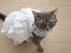 ウェディングドレスを着たネコがかわいすぎてお嫁に欲しい！