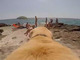 海へ一心不乱に走ってダイブする犬　背中に装着したGoPro映像が夏の心を呼び覚ます