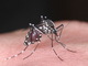 上野公園でデング熱感染か　蚊の駆除と注意を呼びかける