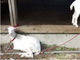 「ソフトバンク鳥取米子ソーラーパーク」でヤギによる除草試験を実施