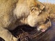 GoProでライオンの狩りを激写！　技術が可能にした“ライオン載”動画がすごい