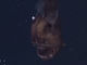 顔こわっ　深海魚「ブラックシーデビル」がカナダで撮影される