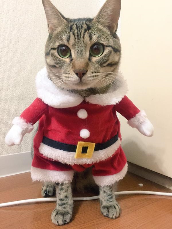 笑いと温かさをみんなにプレゼント サンタ服を着たねこちゃんが最高にキュートでクリスマス実施のお知らせ ねとらぼ