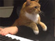 ノリノリなピアノ演奏に悠然と割り込んでくるネコ　飼い主との我慢比べが今、始まる
