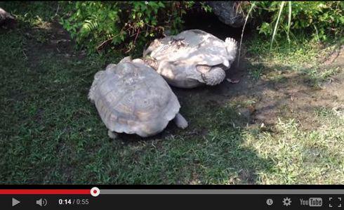 動物園でひっくり返ったカメを仲間のカメが助ける 来園者も盛り上がって大団円 ねとらぼ