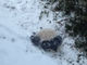 初めて雪を経験したパンダさんのはしゃぎっぷりをご覧ください