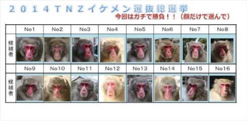 イケメン 猿 ナンバー1が決定 高崎山自然動物園でもっともかっこいいのは俺だ ねとらぼ