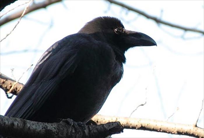 カラス愛好家 の謎のイベント 愛しのカラス ナイト に行ってみた ねとらぼ