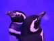 すみだ水族館でペンギンの男の子カップル「アンズ♂」と「ゆず♂」をイメージした禁断パフェ販売