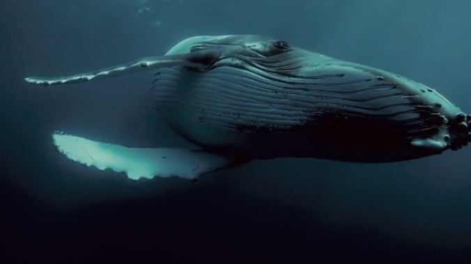 ただ1頭ほかのクジラと違う周波数を発するため群れと出会えない「世界一孤独なクジラ」の探査プロジェクト始動 (l_taro