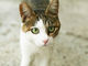 2月22日は猫の日ニャ　Twitterに猫の画像がいっぱいで眼福ニャー