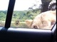ライオン「ちょっとお邪魔しますよ」　サファリパークでは車のドアをちゃんとロックした方が良いと分かる動画