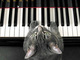 海外研究チームが「ネコのための音楽」を発表　ネコやネズミの鳴き声を分析してネコが気に入る音楽に