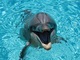 「イルカはうなぎを使ってマスターベーションする」　“衝撃の事実”にネット民困惑