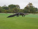 「コラかと思った」　巨大なワニがフロリダのゴルフ場に出現して話題に