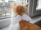 どんな猫ちゃんも天使になれるカラーがかわいい！