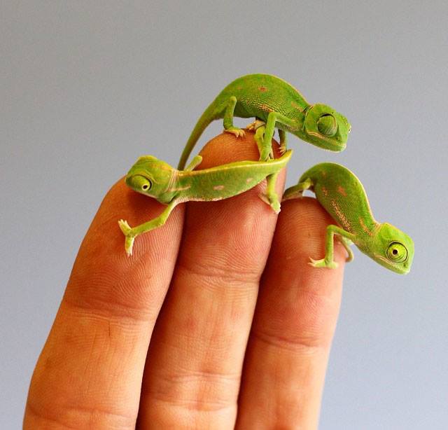 生まれたばかりの赤ちゃんカメレオンが指先でわちゃわちゃしてる姿がかわいすぎる ねとらぼ