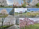 ネットでもお花見しよう！　Googleストリートビューに日本の桜