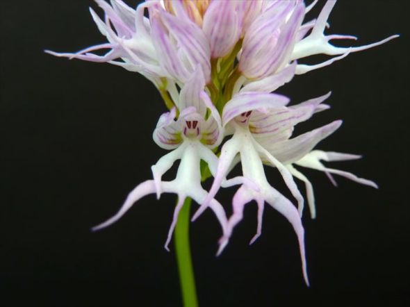 チ コのように見える花 オルキス イタリカ 俗称 裸の人の蘭 について調べてみた ねとらぼ