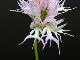 チ○コのように見える花「オルキス・イタリカ」（俗称：裸の人の蘭）について調べてみた