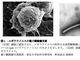 東京大学、安全性の高いエボラウイルスワクチンの開発に成功