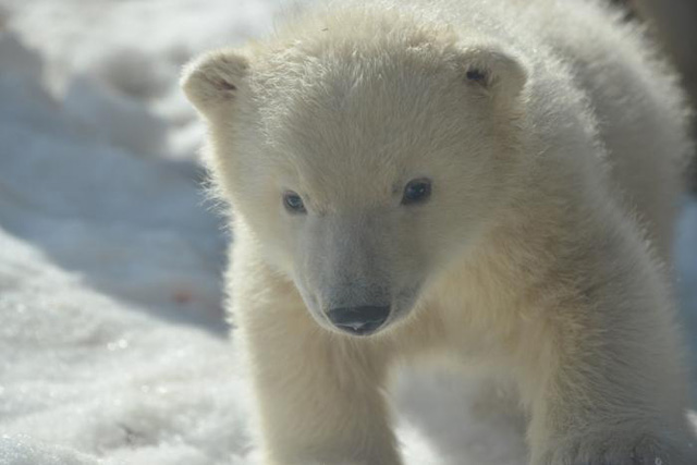 モッフモフで超キュート 円山動物園がホッキョクグマの赤ちゃん写真を公開クマー ねとらぼ