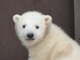 モッフモフで超キュート　円山動物園がホッキョクグマの赤ちゃん写真を公開クマー！