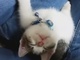 ウトウト……ハッ！　飼い主さんの膝の上で寝落ちする子猫ちゃん