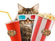 ネコと一緒に映画が見られる世界初の「ネコ映画館」　ロンドンでオープン計画中