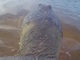 カメの甲羅に浦島太郎ではなくビデオカメラを載せて川に放ってみた