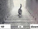 このネコ、階段を降りてる？　登ってる？　どちらか分からない不思議な画像が話題に