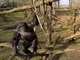 ドローンに無断撮影されたチンパンジーさん、木の枝で大自然の厳しさを叩き込む