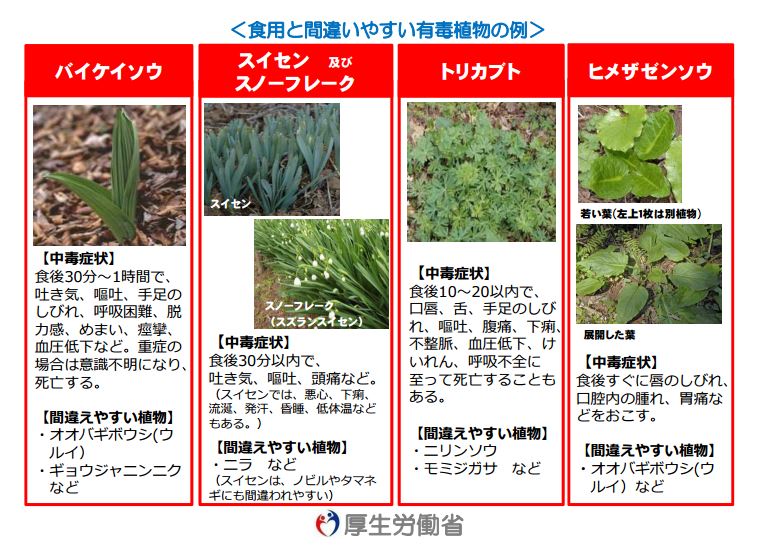 山菜と間違えてトリカブトを食べる人も 厚生労働省が 有毒植物 への注意を呼びかけ ねとらぼ