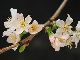一年中花見ができる……だと？　重イオンビームで作られた四季咲きの桜「仁科乙女」