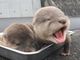 コツメカワウソの赤ちゃんの成長過程が悶絶級のかわいさ　平川動物公園がTwitterに写真を投稿中